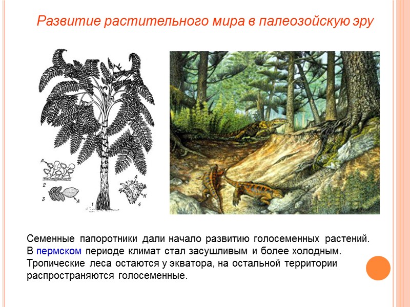 Семенные папоротники дали начало развитию голосеменных растений. В пермском периоде климат стал засушливым и